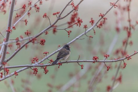 Warm weather brings the return of birds and the bloom of tree buds