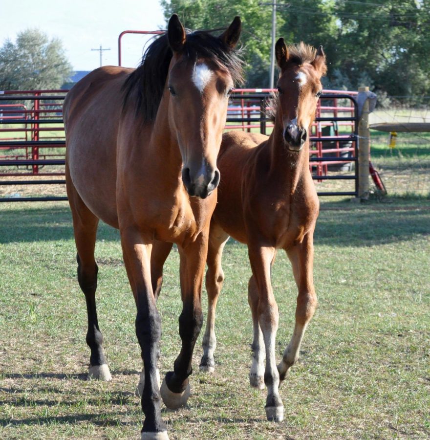 Two horses who live at the ranch.  
