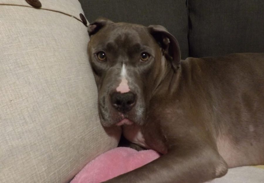 Bolt, a Pitbull dog mix, cuddles on the couch as he lays his head on a pillow.
