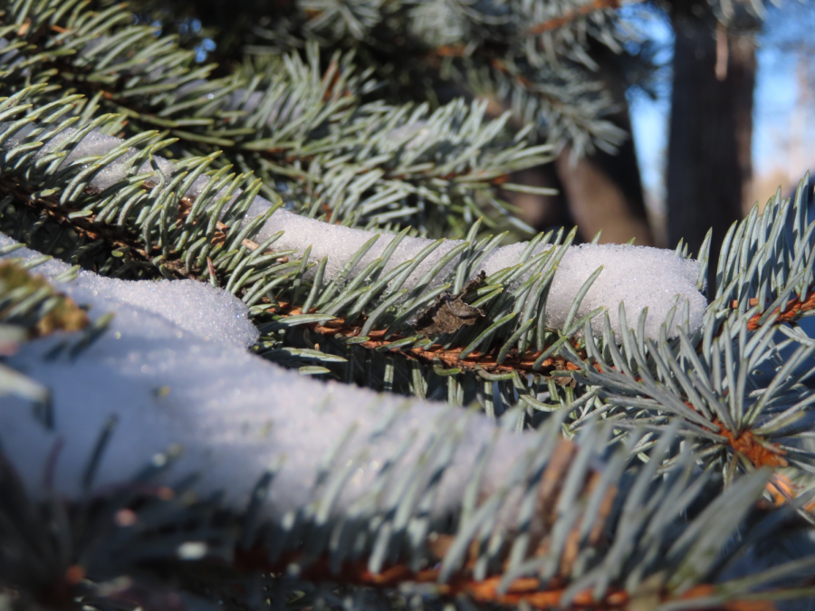 The December 11 dusting of snow blankets the pine trees.