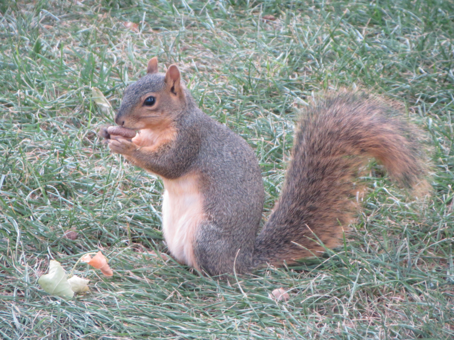 Squirrel eating acorn