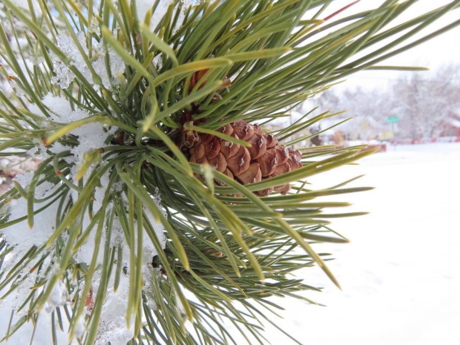 pine cone with snow