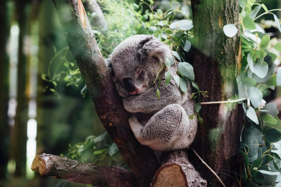 Koala translates to “no drink” because they mainly get their water from Eucalyptus leaves.