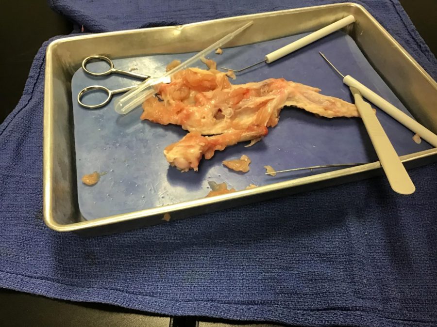 In 2018-2019 seventh graders dissected and took out the bone marrow of a chicken wing.