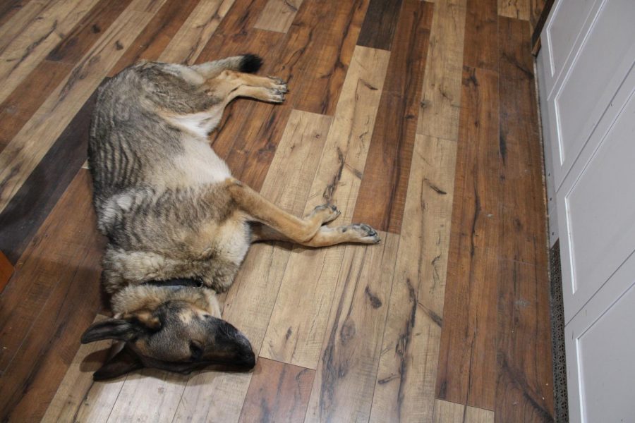 A dog naps on the hardwood floor