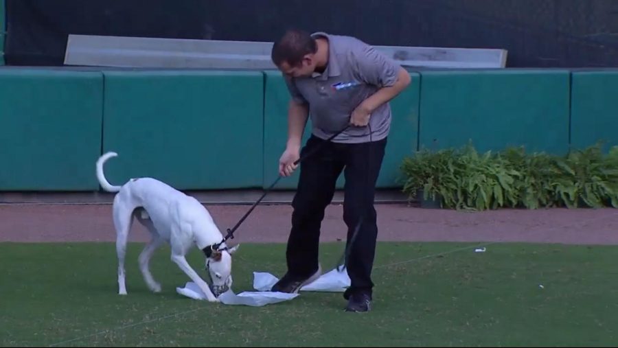 Courtesy of the AKC website. 
Reas the whippet stands after his final, national championship run