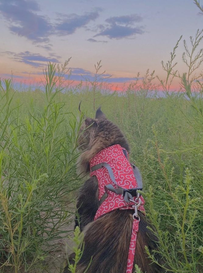 Malibu is a purebred European Maine Coon cat. This is a photo of her at the Pueblo Reservoir. 