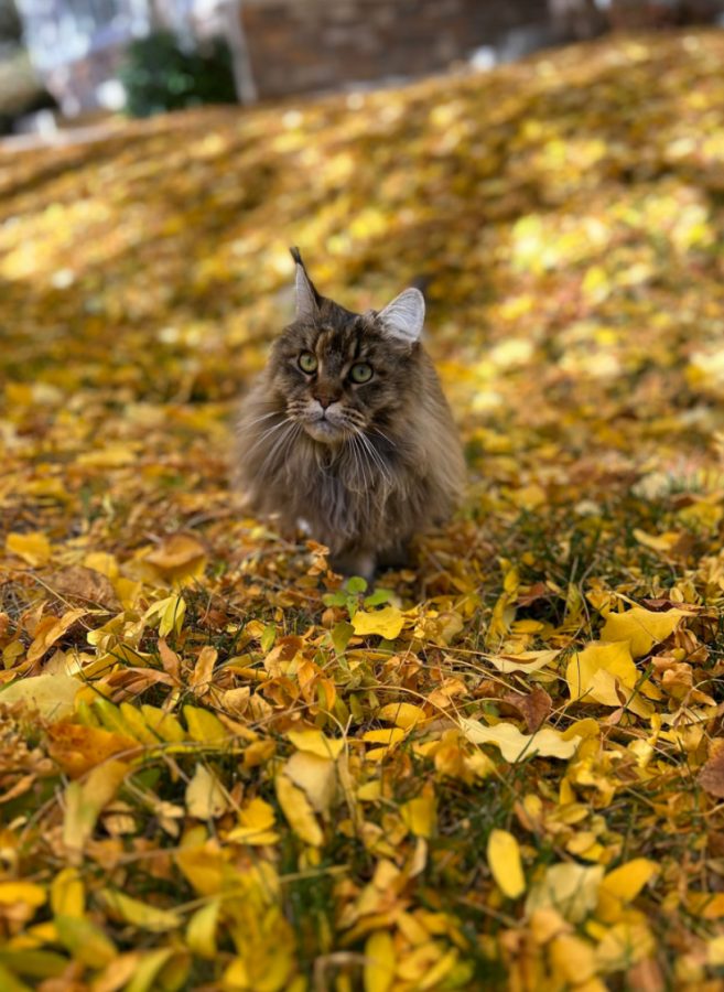 Here she is playing in the leaves this past fall. She was enjoying the cool weather.