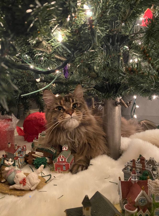She even helped my family and I set up the Christmas tree. Malibu was laying underneath the tree when I caught her red-handed messing with the Christmas decorations.