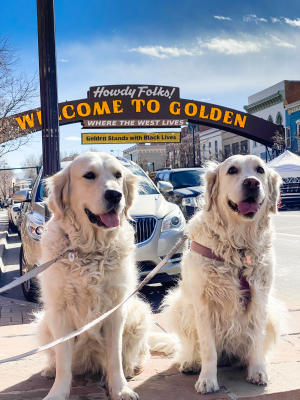 Over 1,000 dogs and their owners attended Goldens in Golden this year.