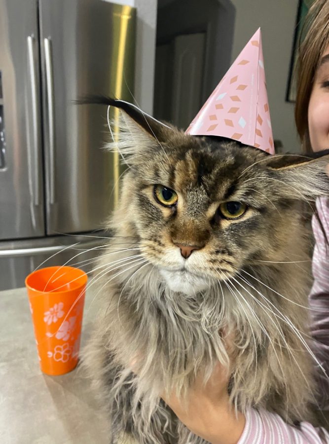Malibu’s birthday was on Nov. 1, and in 2022 she turned two. We celebrated with birthday hats and shrimp.