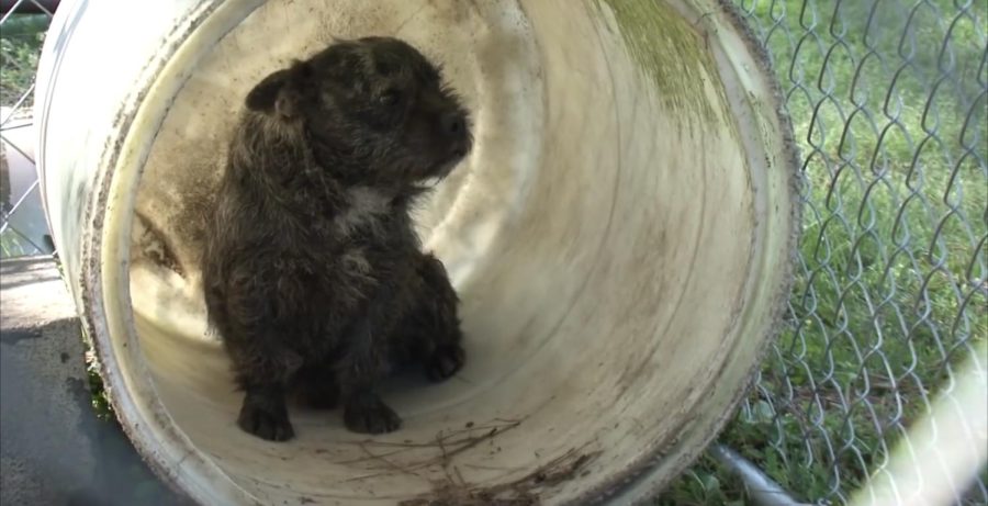 A Harley’s Dream video depicts the conditions that puppy mill dogs live in.