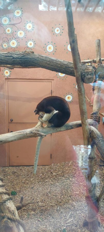 Tristen, the Matschie’s tree kangaroo, sleeps in a praying position. Tristen is part of the Australia Walkabout exhibit.