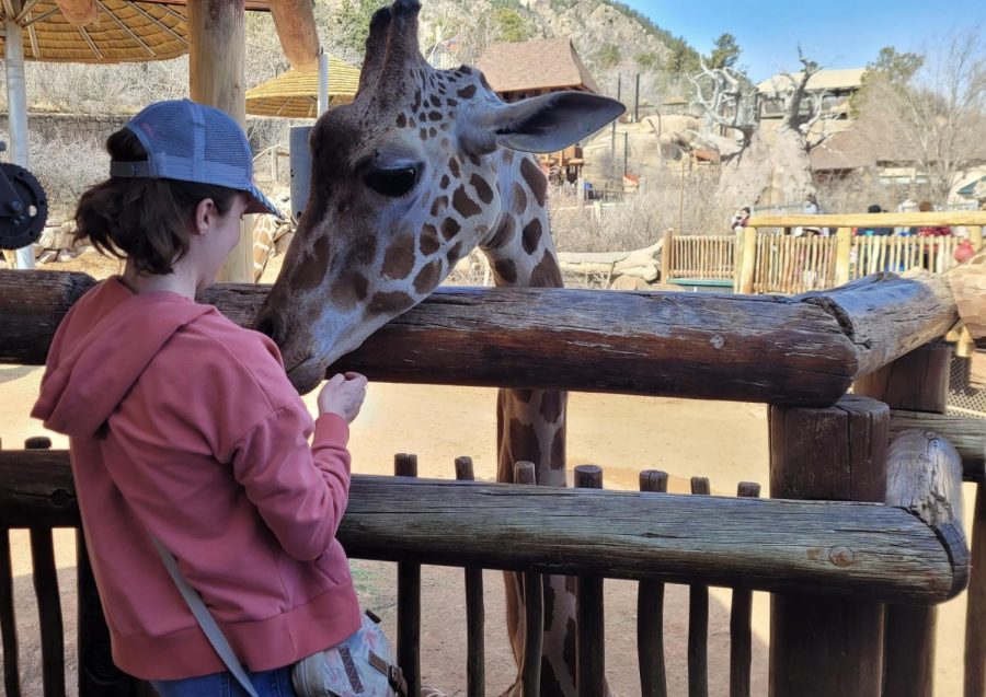 The first exhibit gave visitors the opportunity to visit with and feed the zoo’s giraffes. These magnificent animals weren’t afraid to even lick the onlookers, trying to find more lettuce.