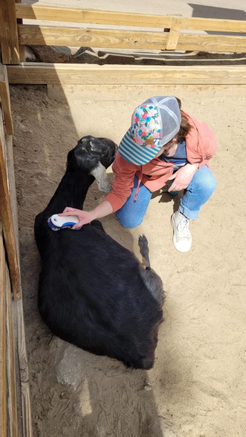 At the Domestic Goat Playground, I met Colby. Colby was very calm and enjoyed plenty of hugs and belly rubs. At this exhibit, visitors were given the opportunity to pet and brush a group of goats for free.