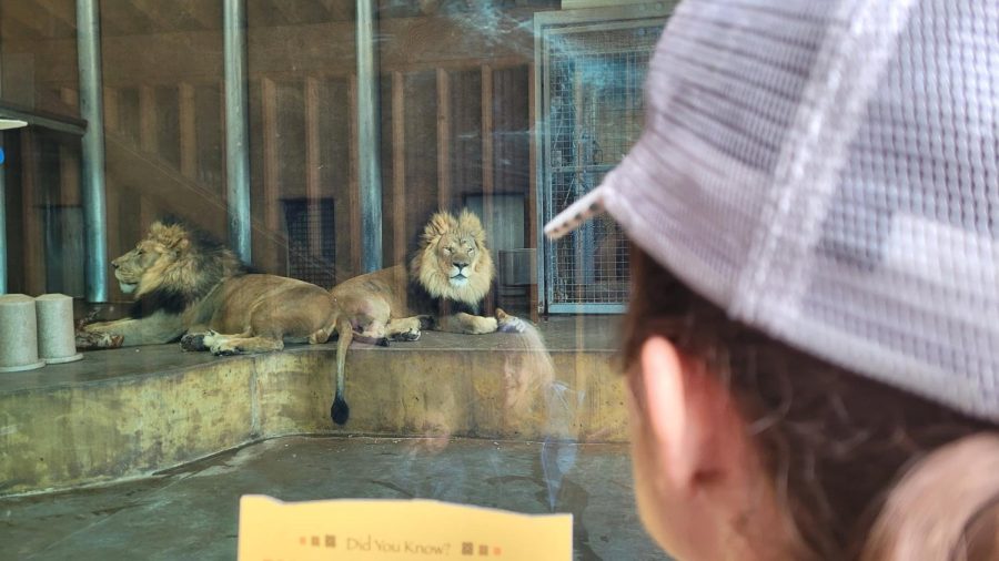 Two lions sat side by side. Both were similar in coloring and size. Onlookers roared behind the glass while the lions simply acknowledged their existence.