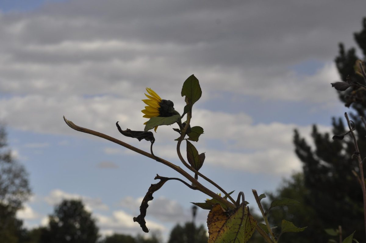 A beautiful sunflower reaching for the sky. 