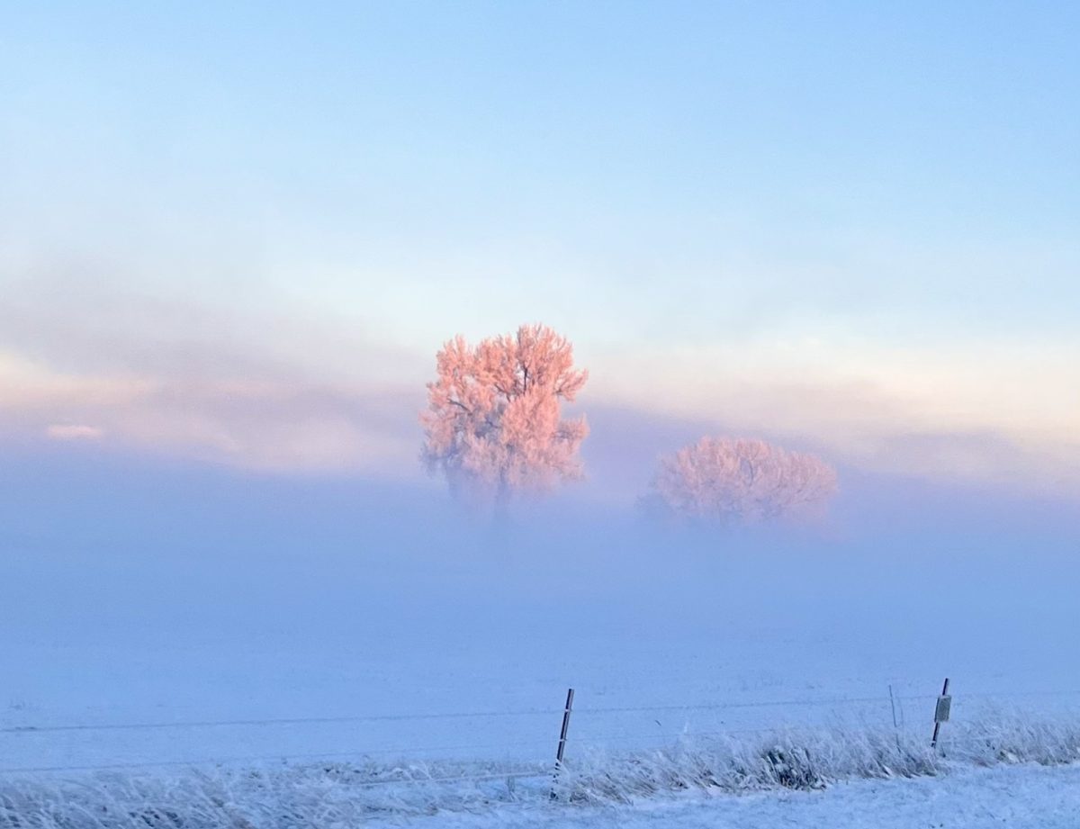Early morning fog makes a tree pop in the white winter snow.