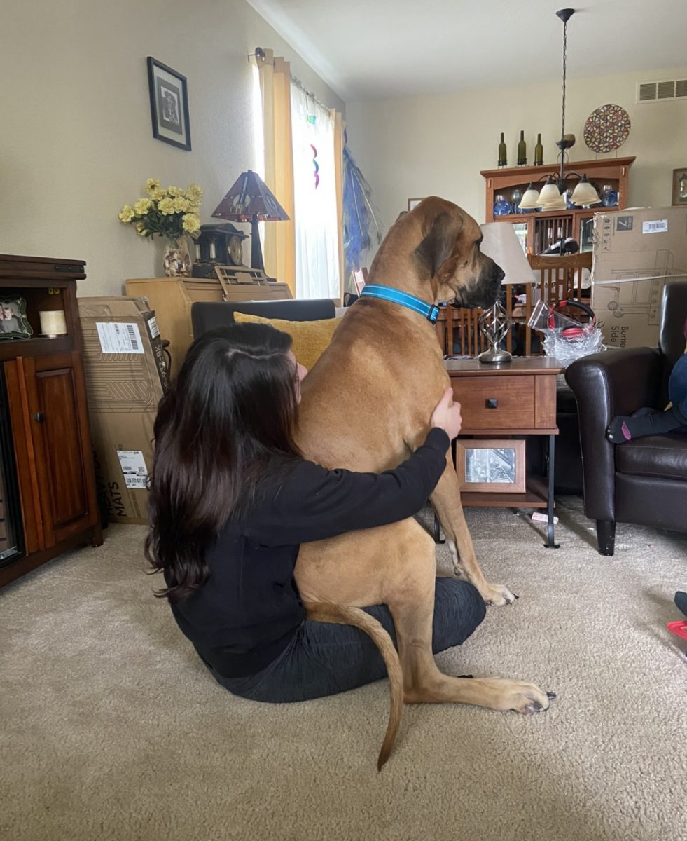 King is about 130 pounds now, but he thinks he is still the size he was at birth. Because of this, he sits in peoples laps, on the couch, and takes no issue in laying directly on top of anyone who looks comfortable. 