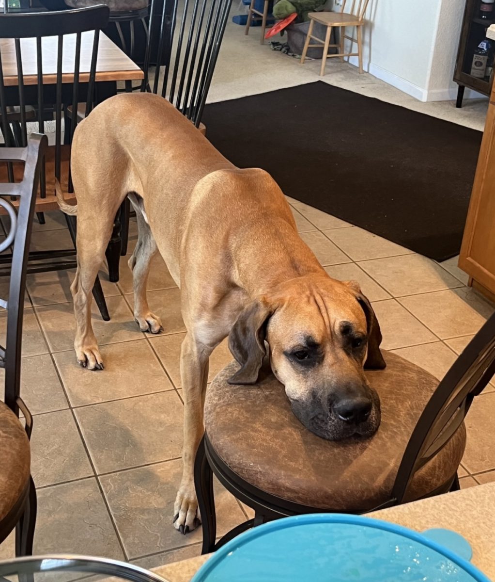 Big dogs have big heads, and King is definitely no exception. He stops at chairs, tables, handrails, counters, and anything else he can reach in order to rest his neck.