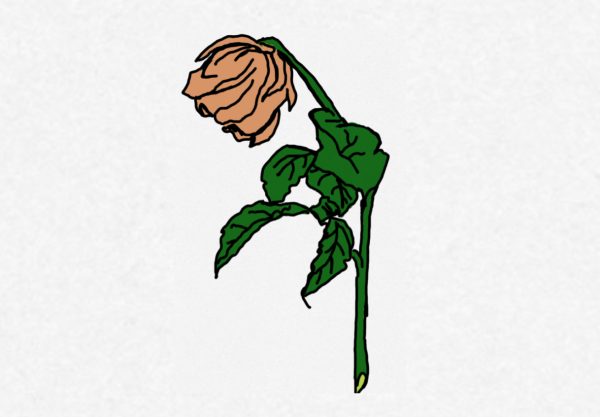 A rose slowly wilting.