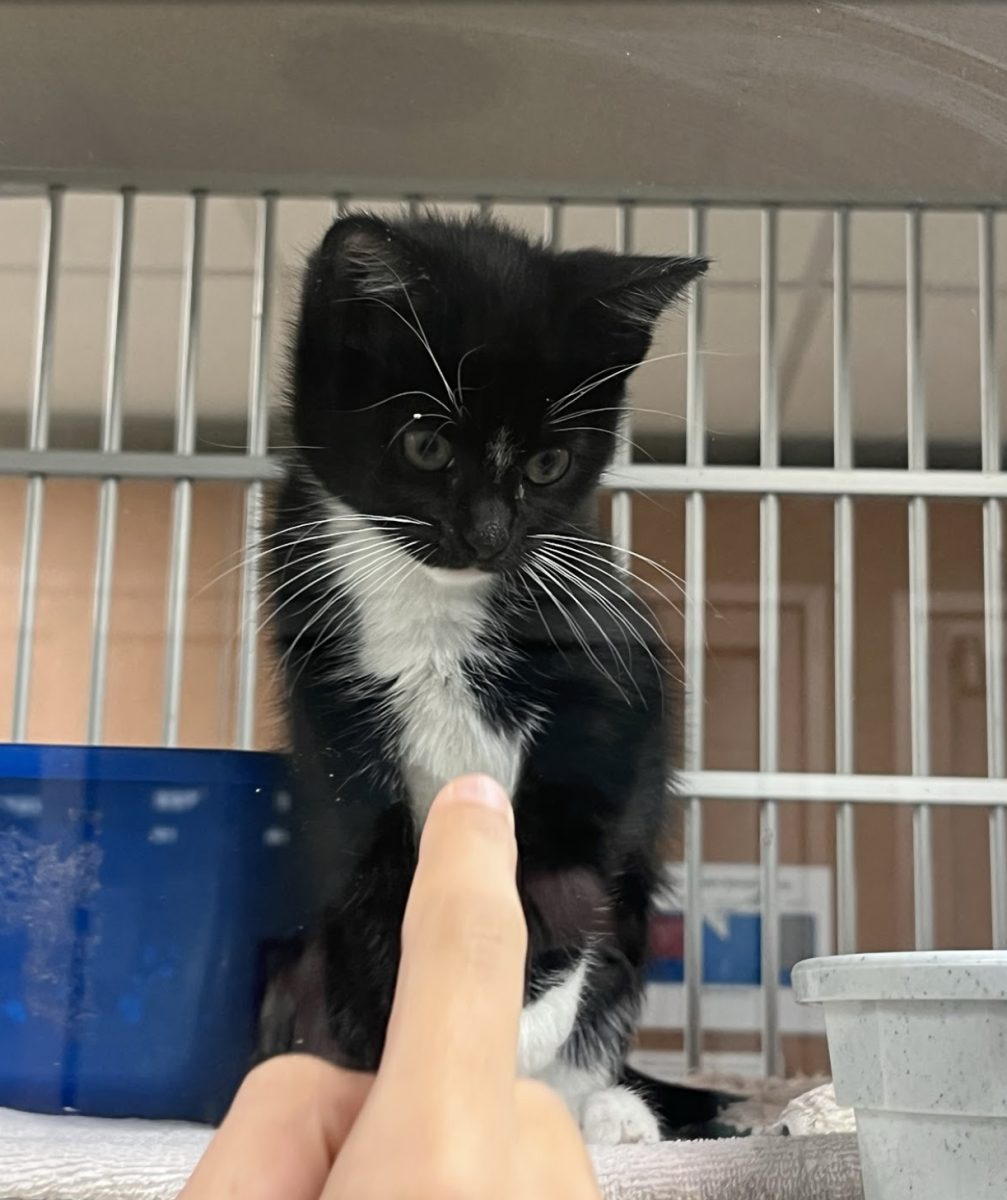 This is a kitten I hung out with at the Longmont humane society. She was my favorite out of all the different animals I encountered that day.