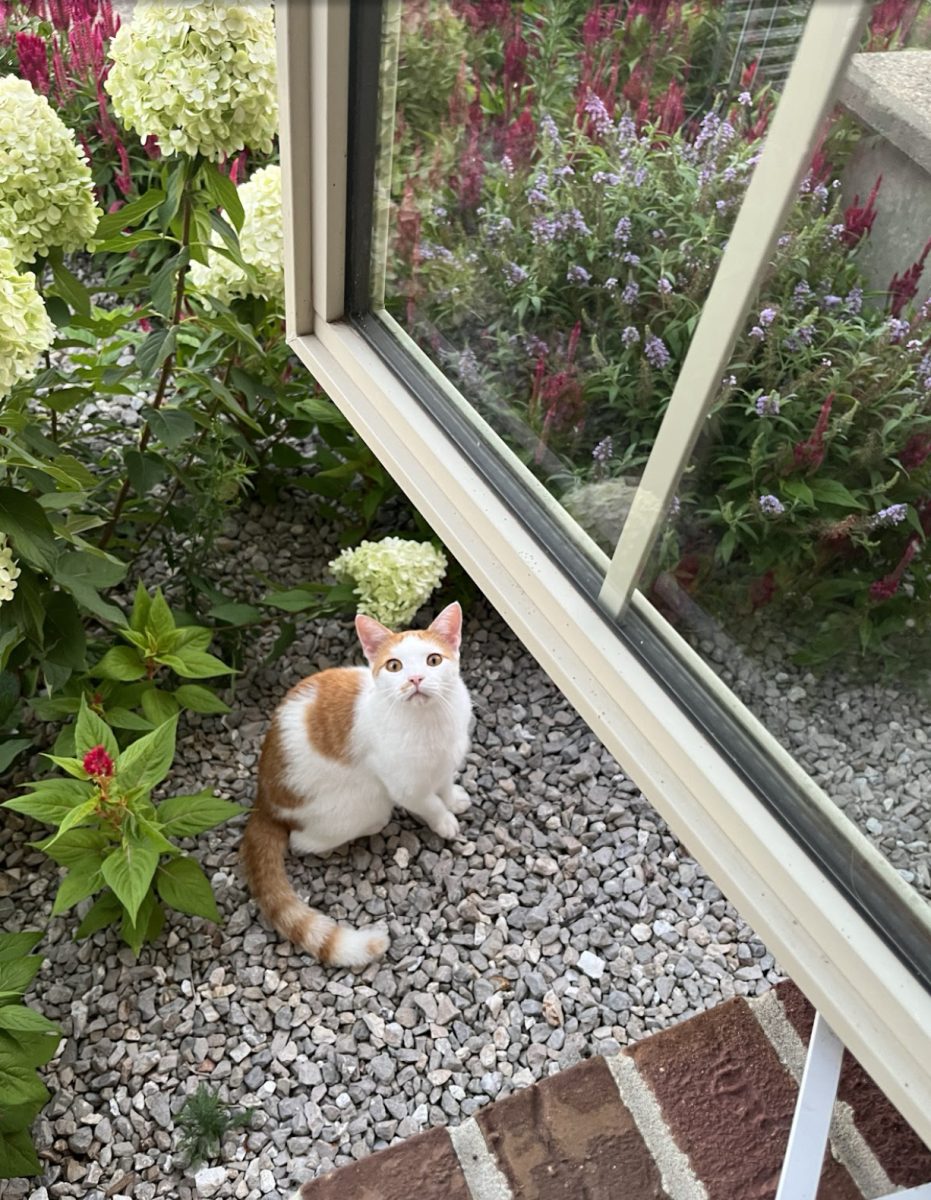 This is my great uncle’s cat. I saw her when I visited my great-uncle in Missouri while visiting a college with my brother.