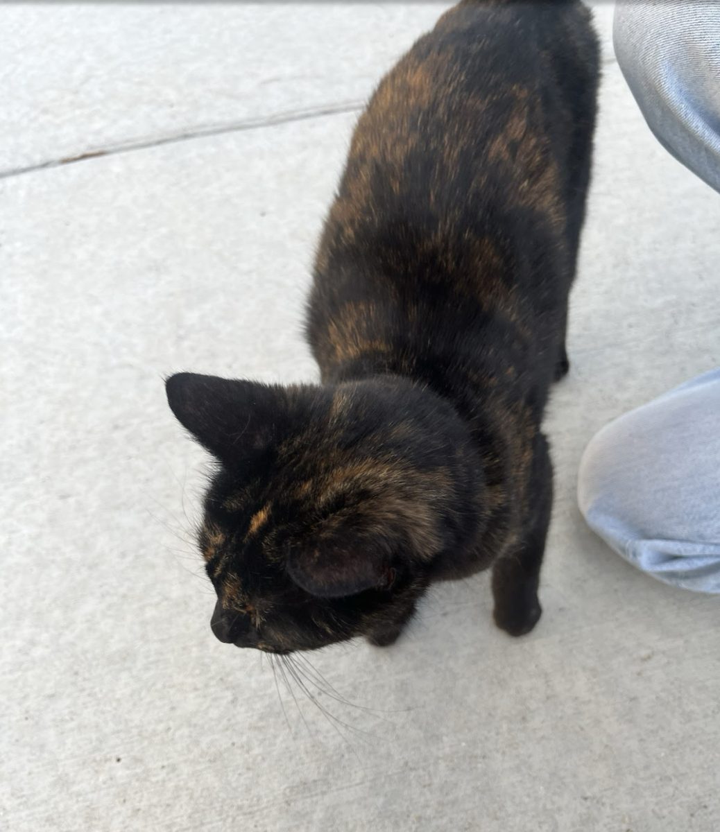 This kitty came by last summer while my friends and I were out chalk drawing. It's very friendly and pops by occasionally to say hello. 