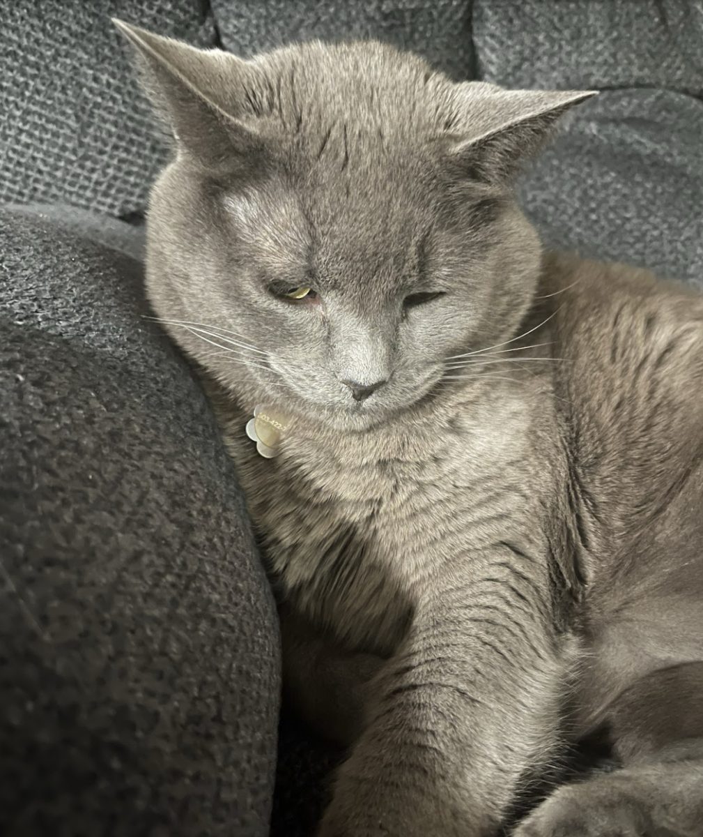 This is Violet, my first ever pet. She loves lounging on the recliner out in the living room. 