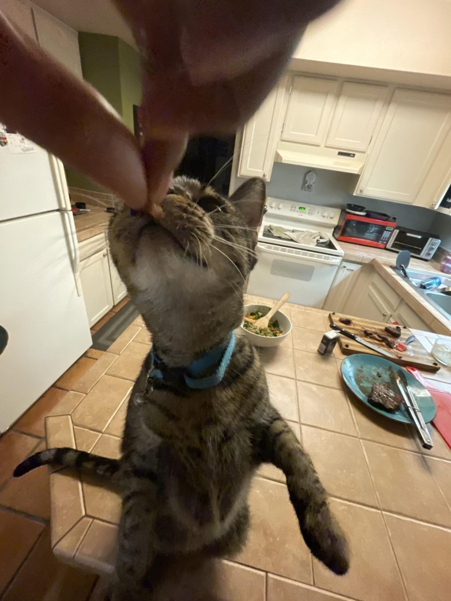 She was just as excited to bother my mom (who obviously gave in more easily, spoiling her). She now lives happily with my mom and her two dogs, who she does get along with. She spends her days scaling the walls, catching lizards to present as a gift every morning, and eating better than ever.