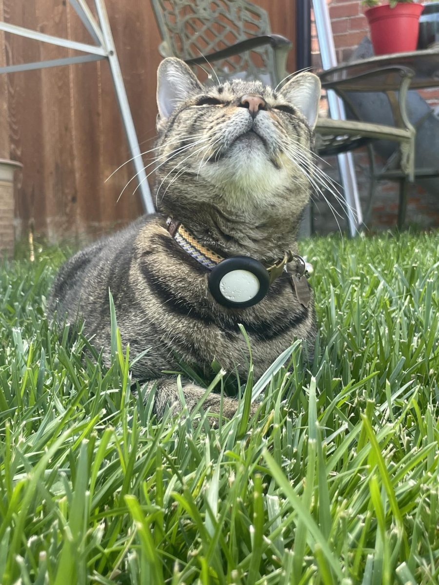 Paris loves being outside in Colorado and sunbathing like she is going to get a tan (she believes she's a human). She quickly became an outdoor and indoor cat only coming home to eat, sleep, and annoy me, which she is good at since she is basically the cat version of me.