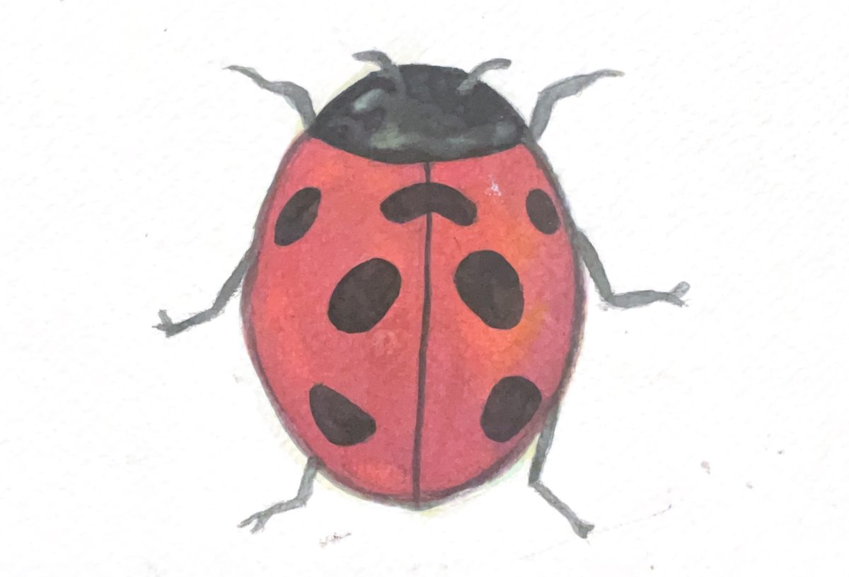 A watercolor ladybug.