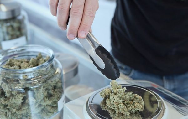 Cannabis contains Tetrahydrocannabinol (THC) and other mind-altering chemicals. Photo courtesy of Budding on Unsplash.