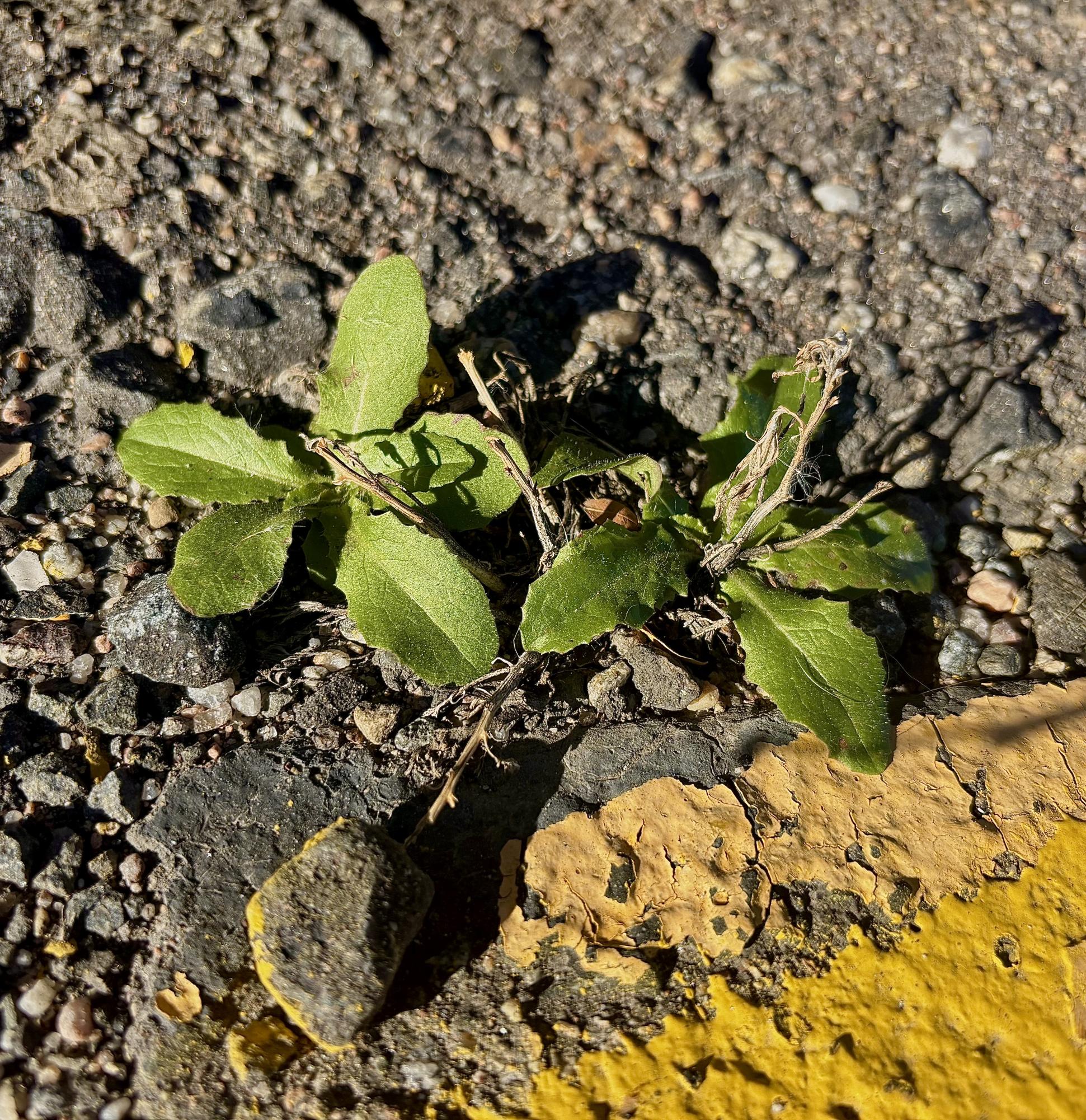 Rebellion (Photo Essay)