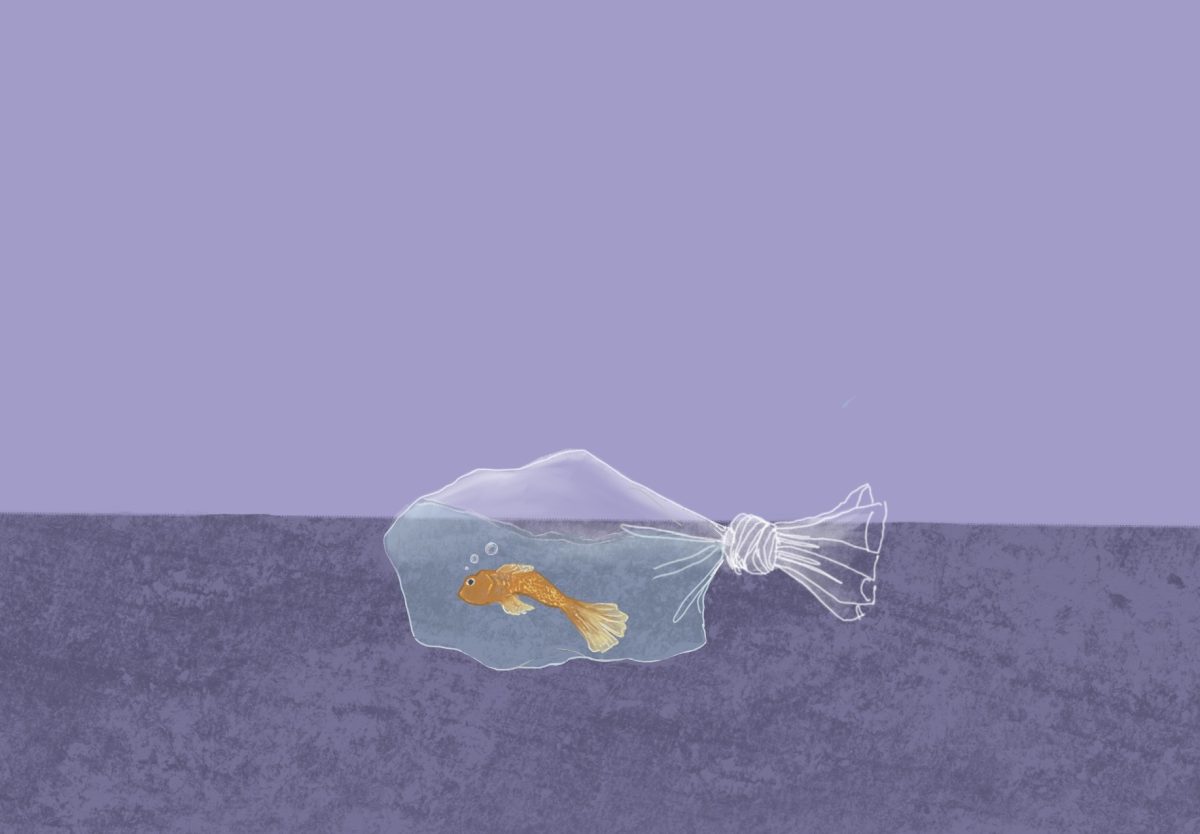 “Goldfish” (Memoir)