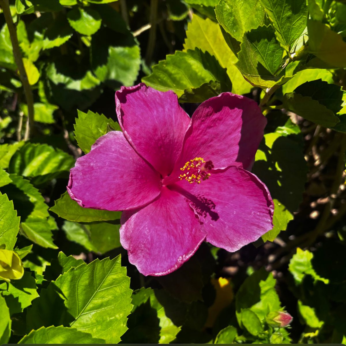 There are an abundance of Hibiscus flowers on all of the islands of Hawaii, coming in all different colors and sizes. There are red, pink, yellow, and many other colors. The yellow hibiscus is the state flower of Hawaii.