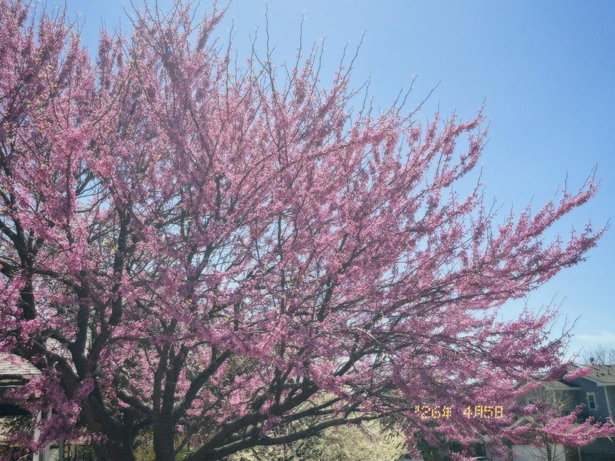 Spring is so beautifully illustrated throughout the trees. 